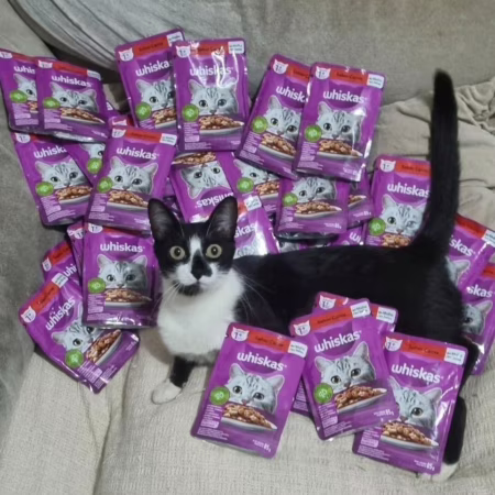 🚨 Pack Ração Úmida Whiskas Sachê Carne ao Molho para Gatos Adultos 85 g - 20 unidades