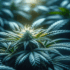 Usei maconha na gestação e agora?